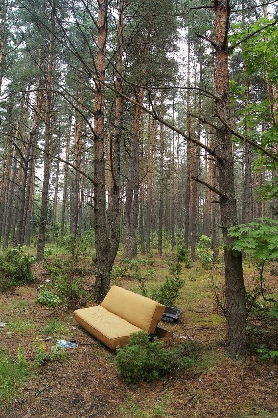 Kanapa w środku lasu