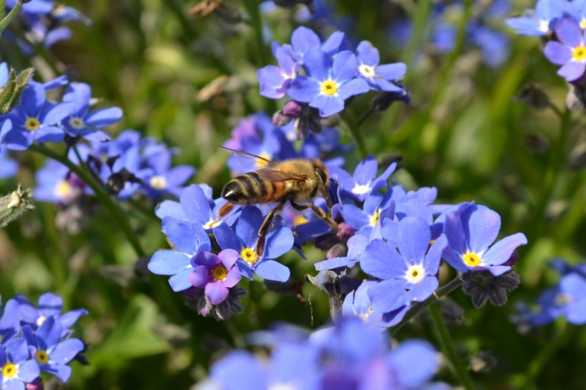 Ile pszczół mamy w Polsce i jakie jest napszczelenie w regionie?