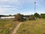 Bydgoszcz. Sprawca wycięcia sosen w Fordonie nadal nie jest znany