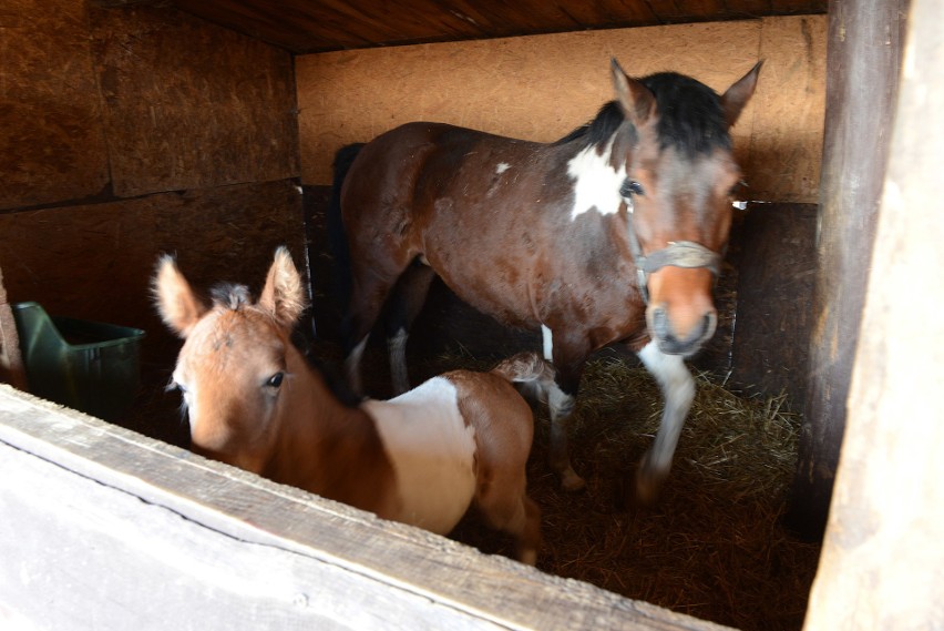 Pomoc po pożarze Wild West Ranch w Dębogórzu! Wielki zryw serc i zrzutka na odbudowę niezwykłego miejsca [zdjęcia]