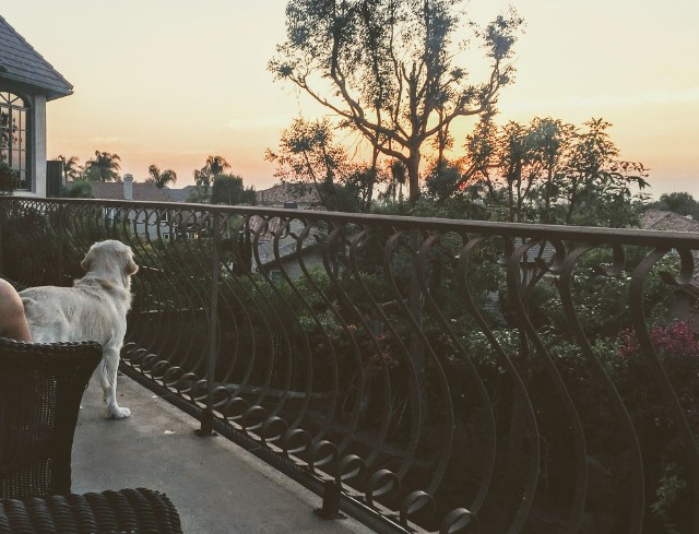 Za zamknięcie psa na balkonie można w Weronie słono zapłacić - w przeliczeniu na złotówki nawet ponad 2 tysiące.