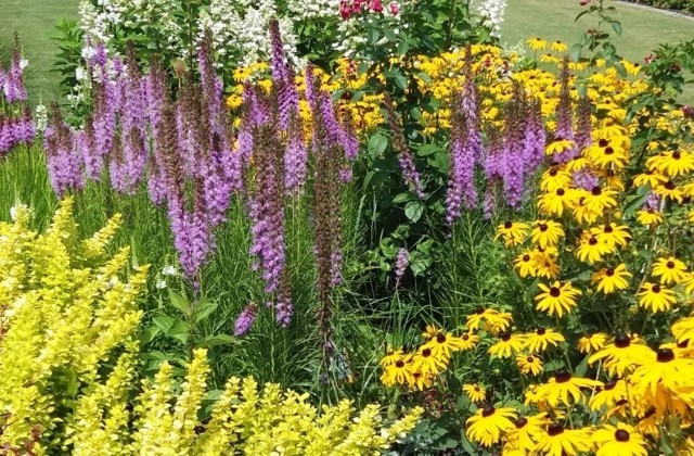 Liatry pięknie komponują się z innymi letnimi kwiatami. Na rabatach wyróżnia je nie tylko kolor kwiatów, ale też ich pokrój.