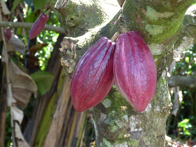 Z wielu roślin korzystamy na co dzień. Ale czy wiemy, jak wyglądają w naturze? Z tego owocu będzie... kakao.