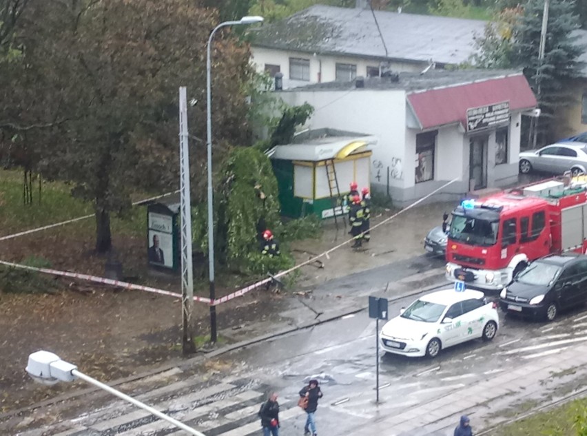 Mortimer zaatakował. Wichura szaleje w Łodzi i województwie. Pada deszcz. Drzewo runęło na przystanek. Uwaga na silny wiatr. Skutki wichury