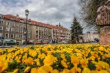 Wiosna w Gdańsku obrodziła w kolory. Zobacz wyjątkowe zdjęcia Karoliny Misztal!