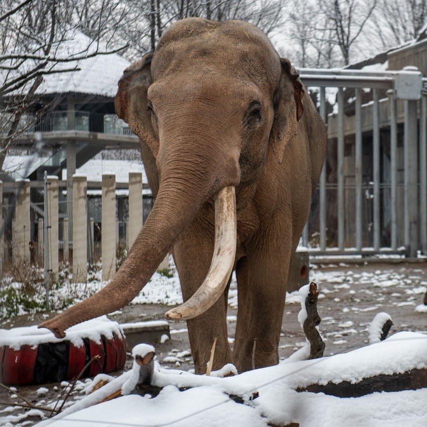 Słoń Aleksander w ubiegłą zimę chętnie wychodził na wybieg.
