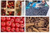 Warzywa, owoce i przyprawy na giełdzie w Miedzianej Górze. Po ile truskawki, borówki i pomidory? Zobacz ceny i zdjęcia
