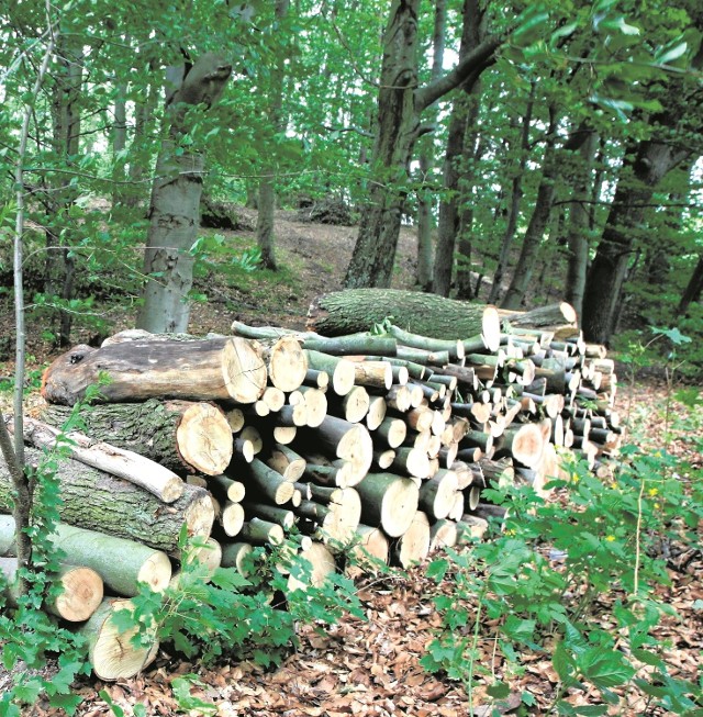 Czy na terenie Trójmiejskiego Parku Krajobrazowego dochodzi do nadmiernej wycinki? Leśnicy zdecydowanie zaprzeczają