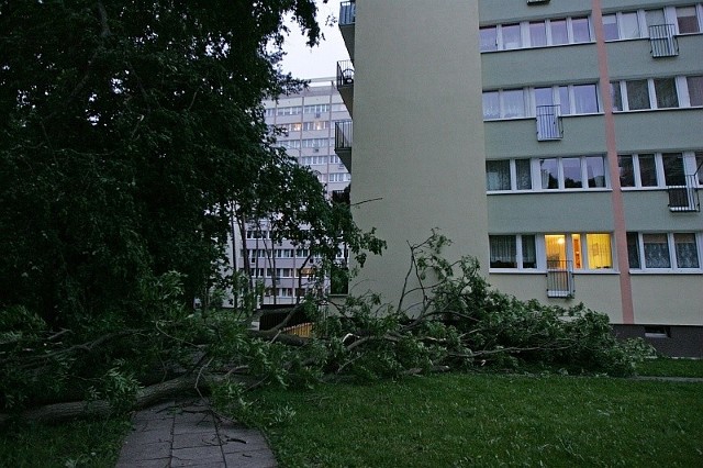 Drzewo przewróciło się na blok przy ulicy Grunwaldzkiej w Świnoujściu.