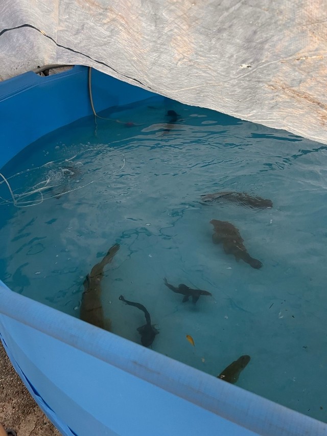 Odłowione ryby w jednym z basenów