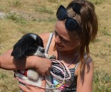 6-lecie Azylu Dla Zwierząt i wystawa psów w Przyborzycach (ZDJĘCIA)