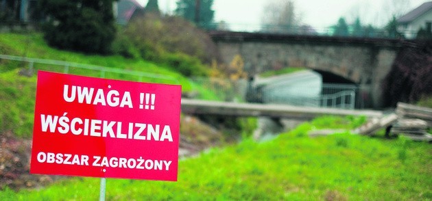 Mieszkańcy regionu powinni teraz uważać na szczepionki dla lisów