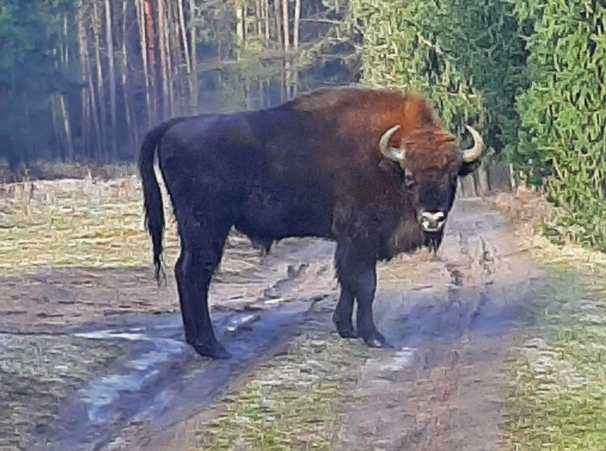 Żubr był widziany niedaleko Poznania! Zwierz przemierza...