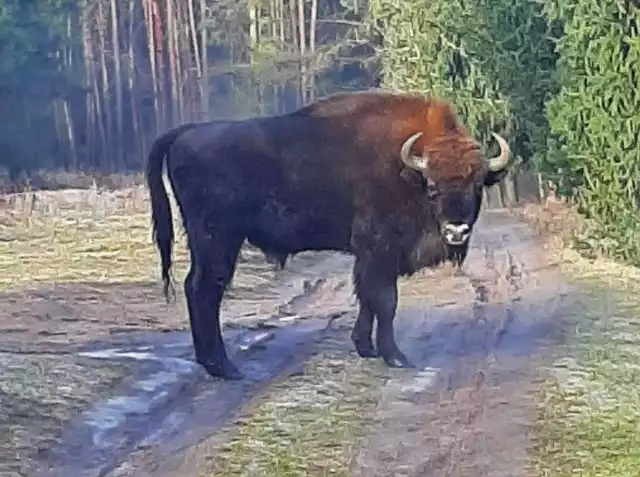 Żubr był widziany niedaleko Poznania! Zwierz przemierza właśnie lasy w okolicy Łopuchówka. To pierwszy takie przypadek w historii tamtejszego nadleśnictwa. Przejdź do kolejnego zdjęcia --->