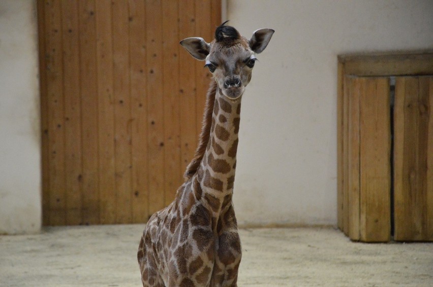 Mała żyrafa urodziła się w zoo w Opolu.