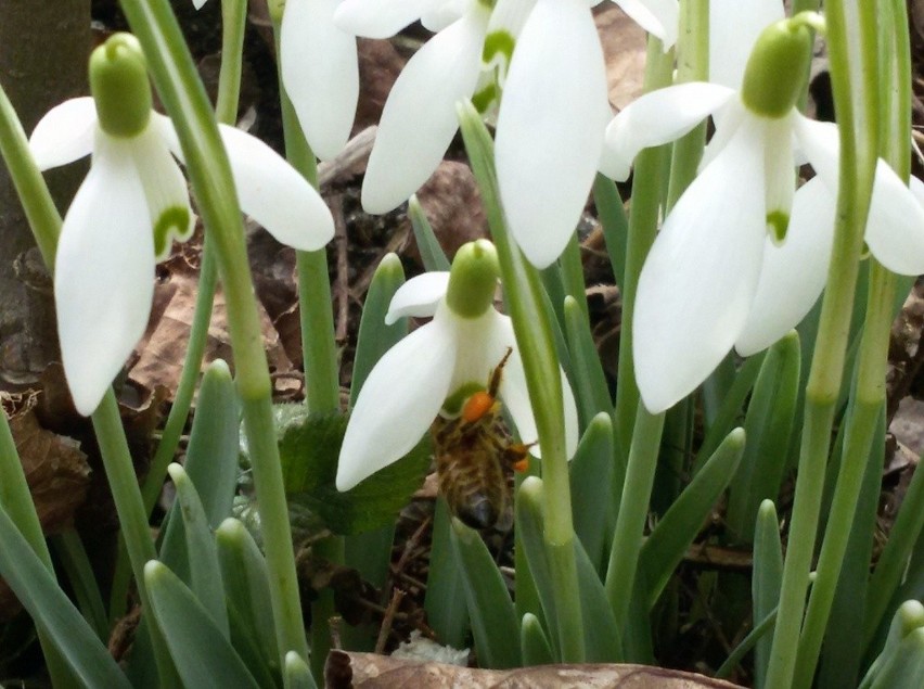 Czeladź: to już prawdziwa wiosna - krokusy, przebiśniegi i pszczoły! I ponad 15 stopni Celsjusza ZDJĘCIA