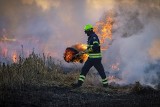 Kobylniki, gmina Wiślica. Podczas pożaru traw spłonął samochód osobowy, ranny mężczyzna