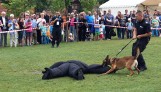 Czworonożni stróże prawa pokazali swoje umiejętności! [zdjęcia, wideo]