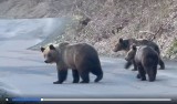 Niedźwiedzica z małymi chodzi po Bieszczadach. Czy spotkanie z dzikimi zwierzętami może być niebezpieczne?
