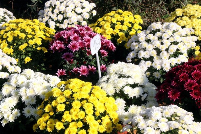 Chryzantemy można sadzić od wczesnej wiosny do początku lata. Ważnym wiosennym zabiegiem pielęgnacyjnym jest nawożenie nawozami organicznymi lub mineralnymi.