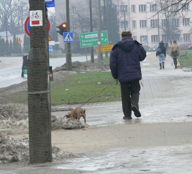 Mieszkańcy miasta chodzą ze swoimi pupilami, ale ze świecą szukać takiego, który sprzątnie po psie.