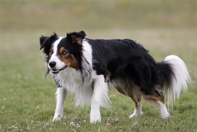 Psy rasy border collie uchodzą za niezwykle inteligentne i pracowite.