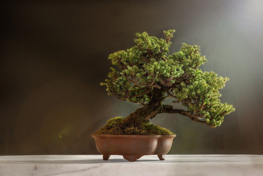Bardzo ważnym elementem sztuki bonsai są płytkie donice....