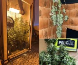 Marihuanę czuć było na korytarzu Krzaki konopi, dilerki, susz w mieszkaniu na Retkini