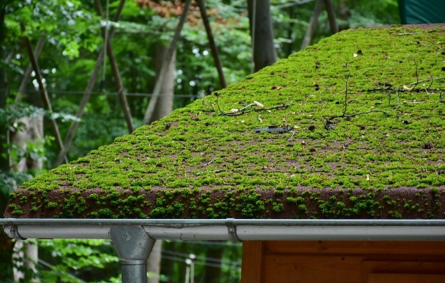 Rozwojowi mchów i glonów sprzyja zacienienie i wilgoć, a także pokrycia dachowe o chropowatej powierzchni.