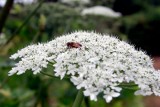 Nie tylko na Barszcz Sosnowskiego trzeba uważać! Te rośliny też są niebezpieczne