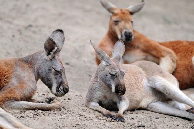 Zwiedzający mają w przyszłości chodzić w wolierze pomiędzy kangurami.