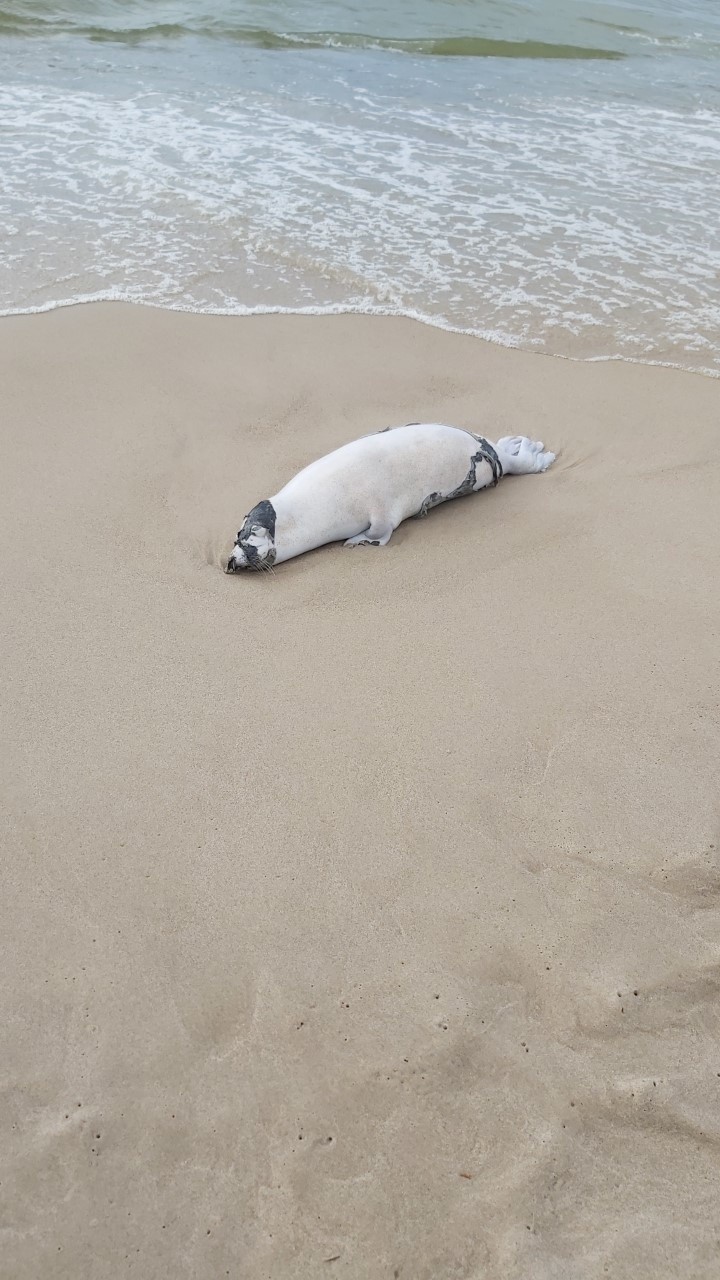Martwa foka na plaży w Łazach