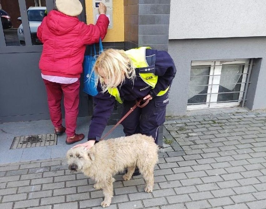 Podczas służby psa zauważyli policjanci z Inowrocławia....