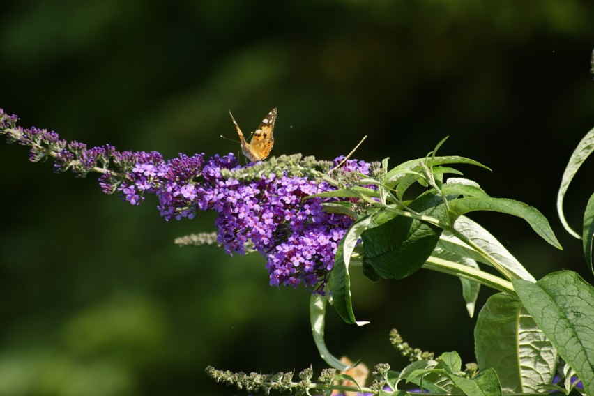 To niezwykła ozdoba ogrodu, nazywana również „motylim...
