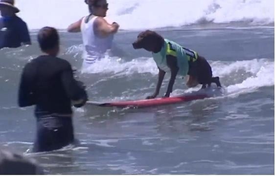 Surfujący pies.