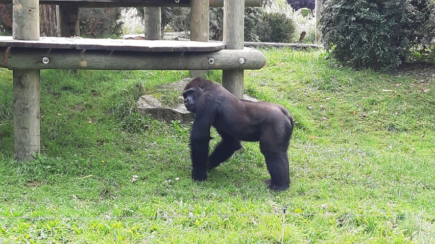 W opolskim zoo żyje kawalerskie stado goryli nizinnych.