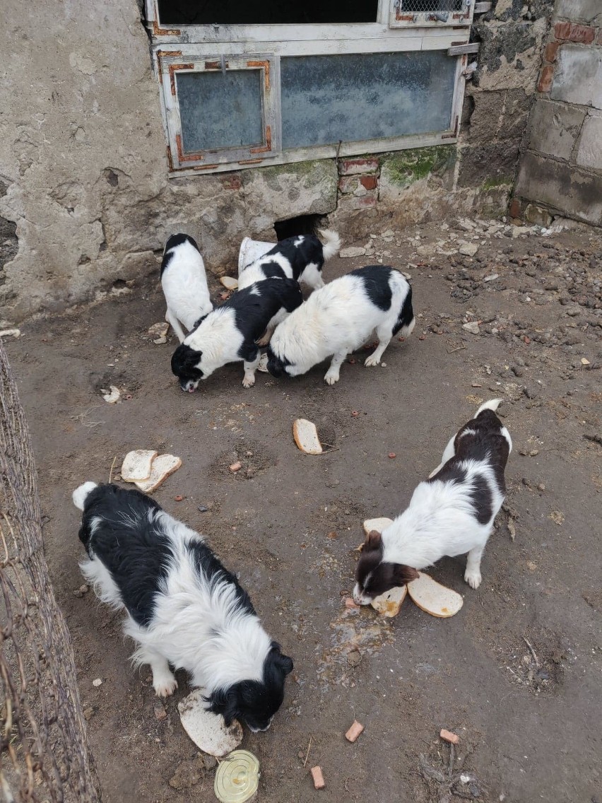 OTOZ Animals z Kwidzyna błagają o pomoc i dom dla uratowanych psiaków z interwencji w gminie Sadlinki. Zdjęcia
