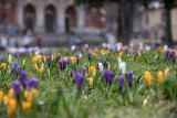 Kraków. W Rynku Podgórskim zakwitły krokusy [ZDJĘCIA]            