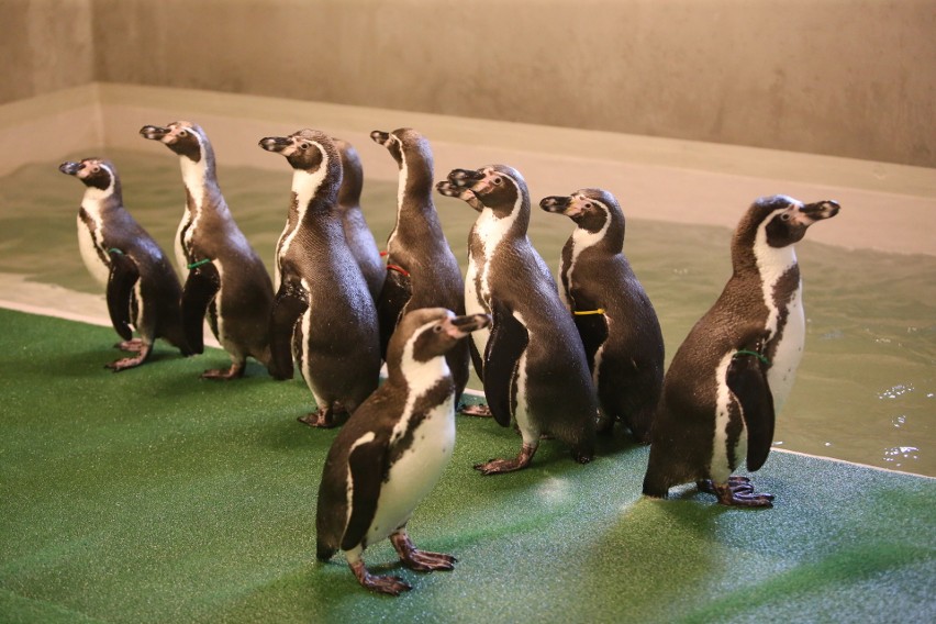 Nowi mieszkańcy Śląskiego Ogrodu Zoologicznego. To pingwiny...