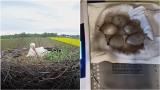 Akcja ratunkowa na bocianim gnieździe w Słupcu koło Szczucina. Jeden z ptaków zginął porażony prądem, pięć jaj wysiadywała sama samica