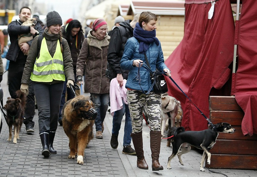 W 2015 roku psy przeszły ulicą Piotrkowską od pasażu...