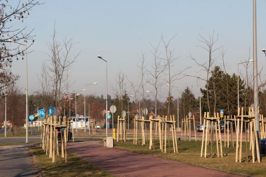 Ostrołęka. W mieście przybyło 380 nowych drzew, 14.12.2019