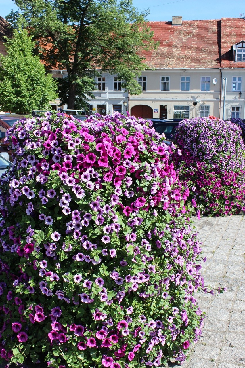 Międzyrzecz utonął w kwiatach. Jest przepięknie.