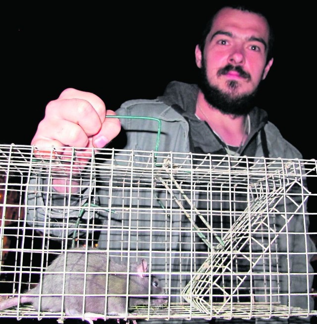 Paweł Tarczyński trzyma pułapkę, w którą wpadł szczur z Plant