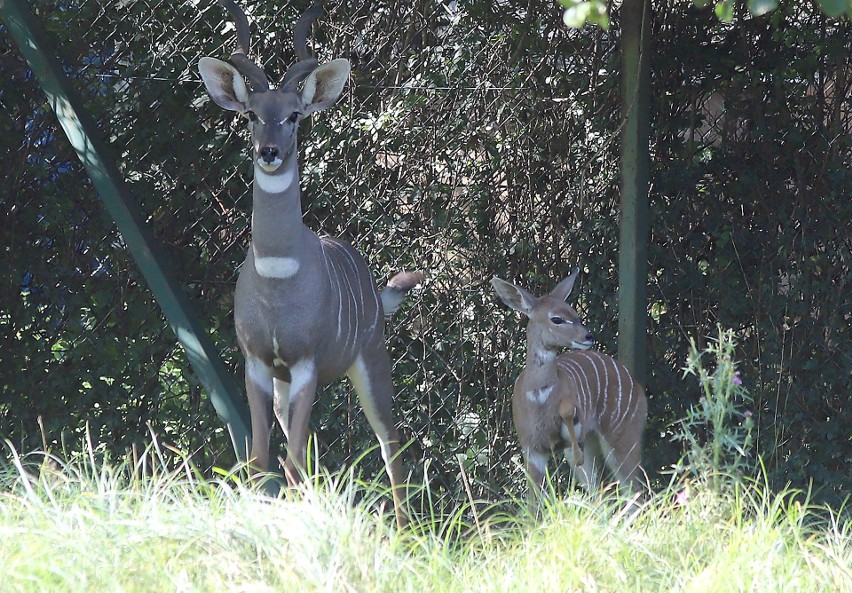 W łódzkim zoo urodziły się kangur, kudu i panda, wykluły się dzioborożce i kazuar 