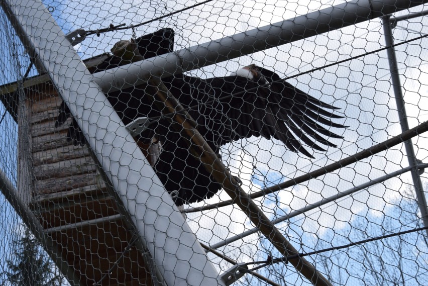 W śląskim zoo nie zobaczymy już kondora wielkiego. Baltazar,...