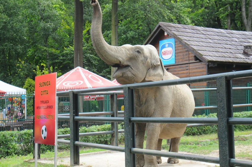 Mundial. Słonica z krakowskiego zoo odbiera złudzenia kibicom biało-czerwonych