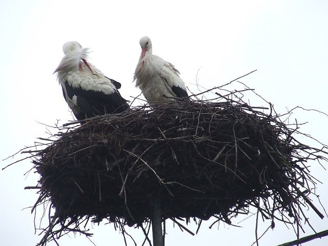 Te ptaki zamieszkały już w swoim starych gnieździe w Grębowie.