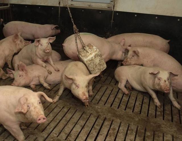 Teraz transport świń na terenie powiatu przysuskiego, objętego czerwona strefą ASF, jest mocno utrudniony.