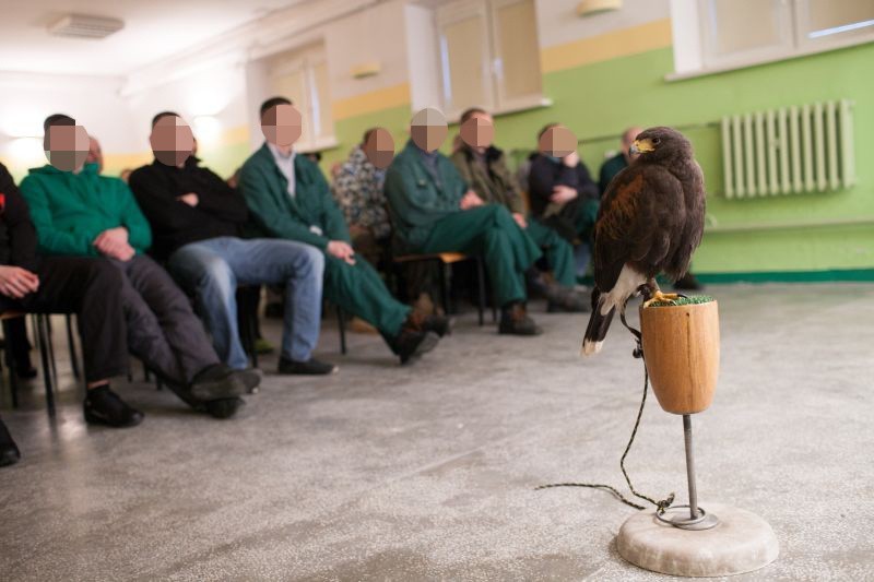 Łódzki areszt śledczy odwiedzili sokolnicy.